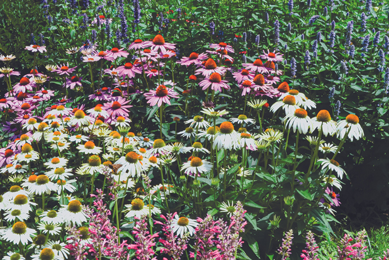 Sweet Tapestry of Summer