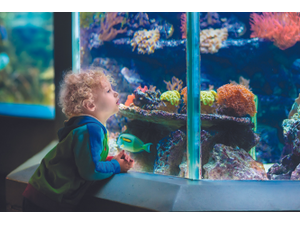 pFamVeldShutterStockcombrp