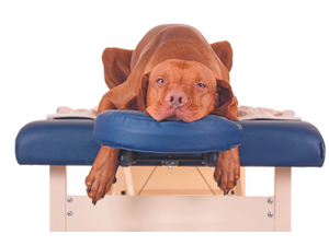 pBarna TankoAdobeStockcombrp