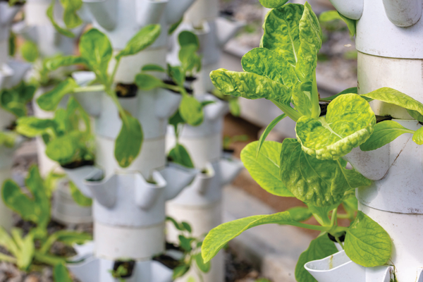 Hydroponic plants are fun and easy to grow at home.