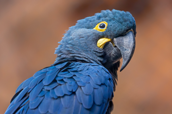 Lear’s Macaw, a large, blue-feathered parrot with bright yellow rings around its eyes which, according to American Bird Conservancy, has been brought back from extinction in the past but is still considered endangered, with approximately 1,300 adults in existence.