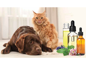 pNew Africa  Shutterstockcombrp