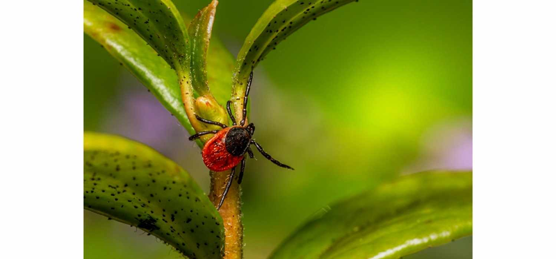 closer image of a bug