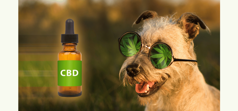 Happy dog using CBD