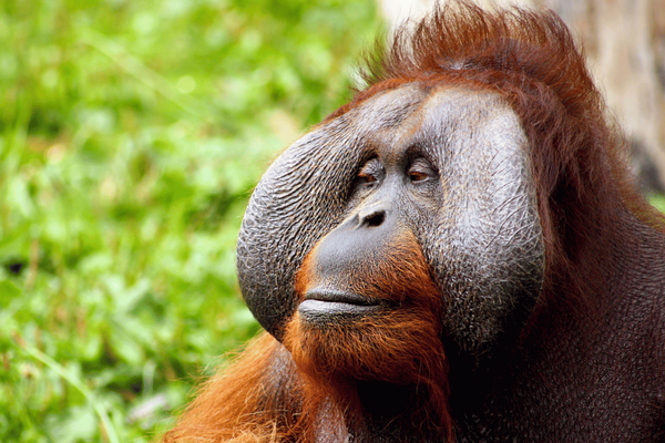 Orangutan