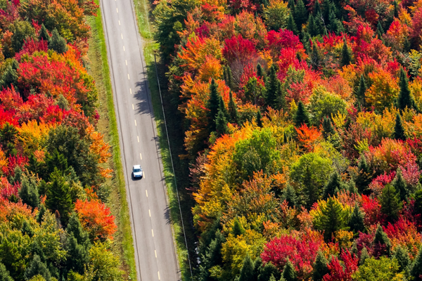 road through fall trees