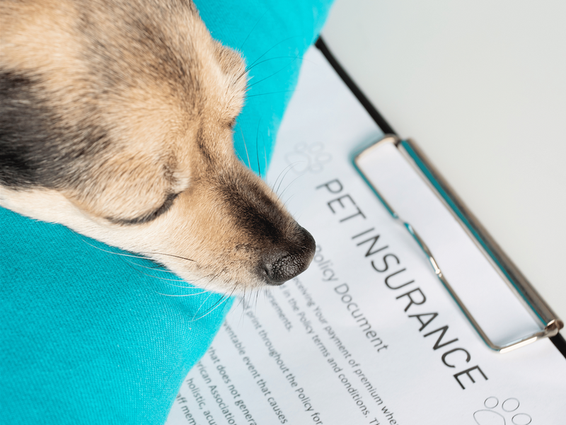 pet insurance