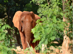 pdangdumrong from Getty Images Signature CanvaProbrp