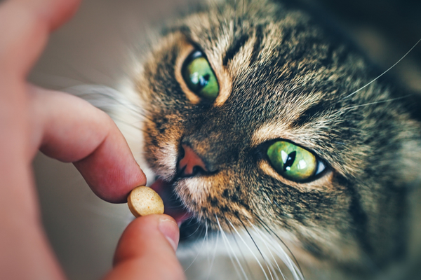 cat taking a supplement