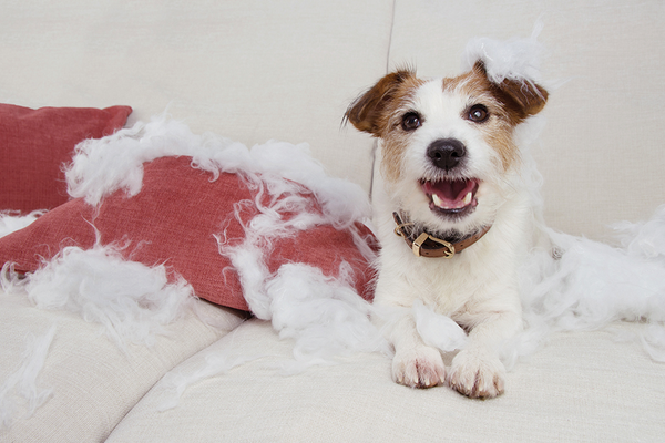 Helping Separation Anxiety Dogs