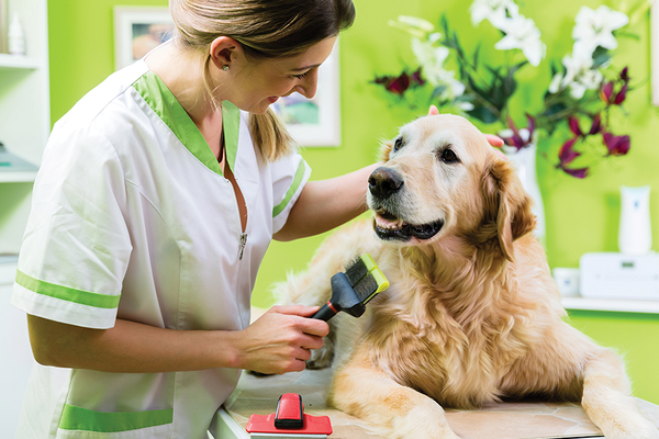 Dog at Eco-Friendly Green Vet Office