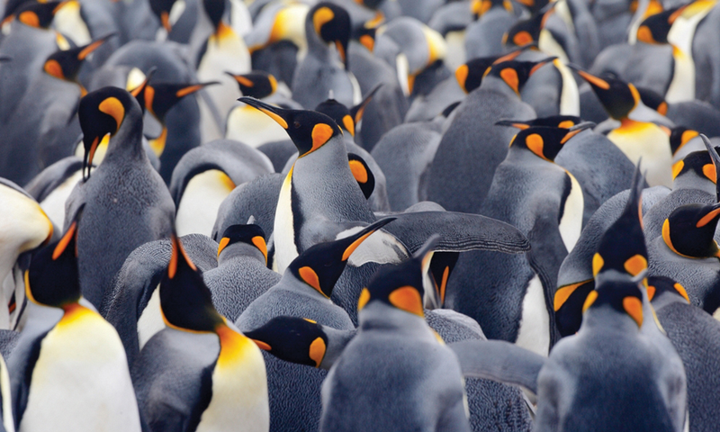 Crowded group of penguins