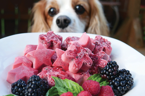 Dog looking at plate of berry treats