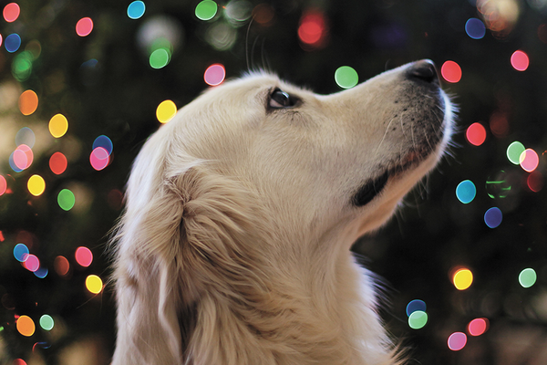 Dog waiting for homemade holiday pet treats