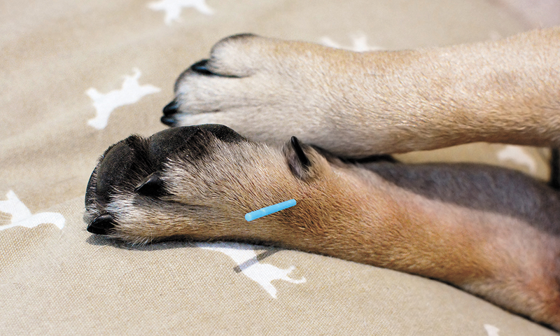 Dog receiving acupuncture treatment from holistic veterinarian