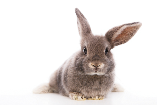 Rabbit for small pet