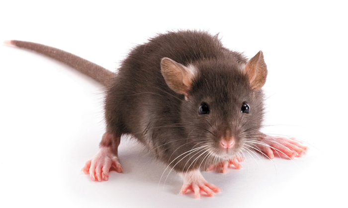 Rodent as a small pet