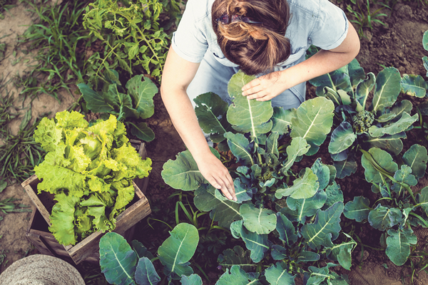 Farmer growing organic food through regenerative agriculture