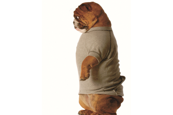 Overweight obese dog needing to go on healthy diet to lose weight