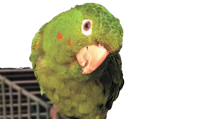 23-year-old white-eyed conure pet bird