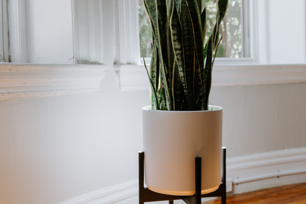 Nurturing space in a home with a plant near windows created by feng shui principles