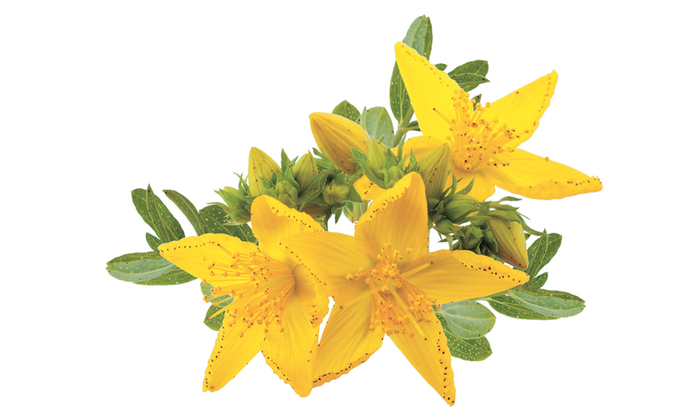 Hypericum perforatum