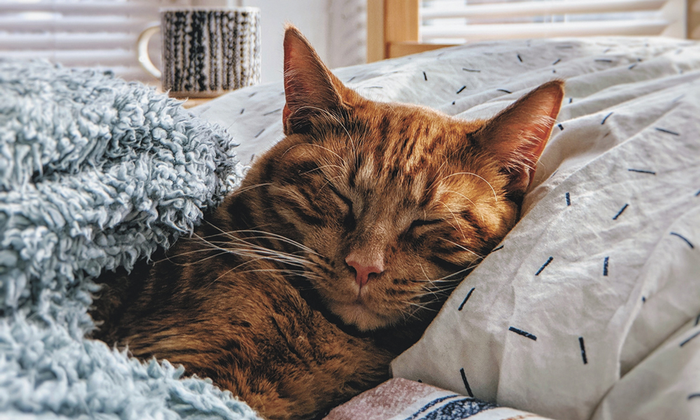 Healthy cancer-free cat lying down sleeping tucked into bed with pillow and blanket