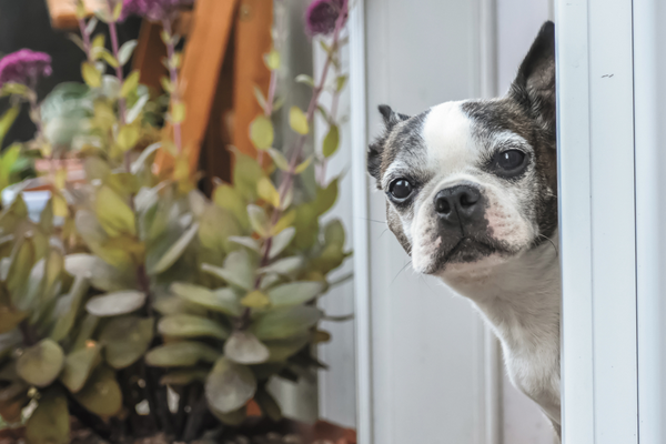 Boston terrier dog looking outside at a dog friendly yard with safe plants