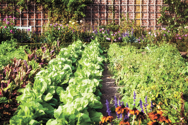 Urban garden growing rows of vegetables, flowers and plants in raised beds