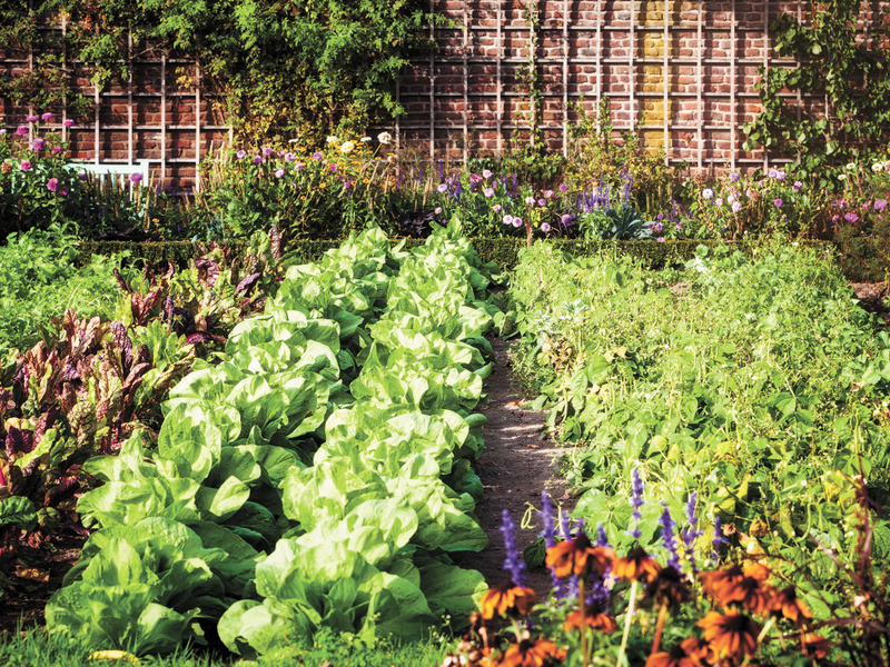 Urban garden growing rows of vegetables, flowers and plants in raised beds