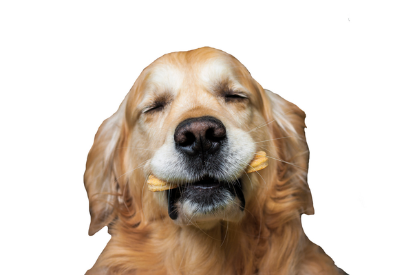 Golden Retriever Dog with bone