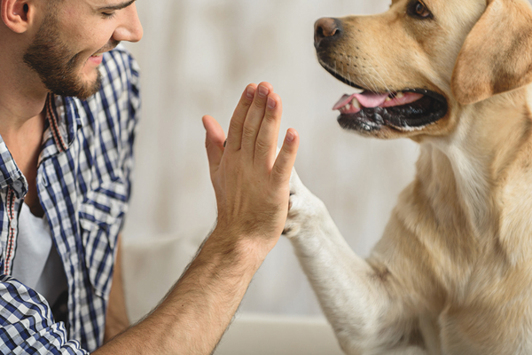 Person giving golden lab dog a high five
