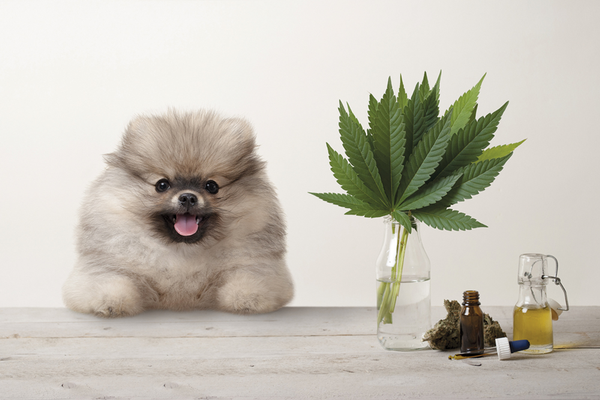 Dog at table with cannabis and cannabidiol (CBD) oil