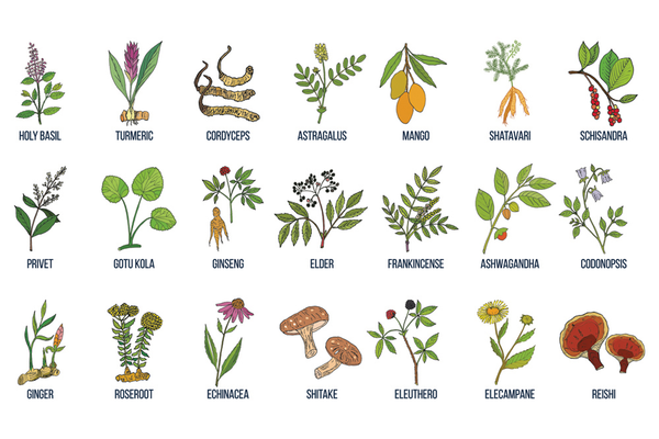 Chart of adaptogen plants for immunity