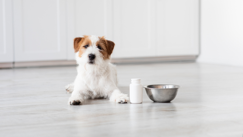 Jack russel dog layong by bowl and supplement bottle