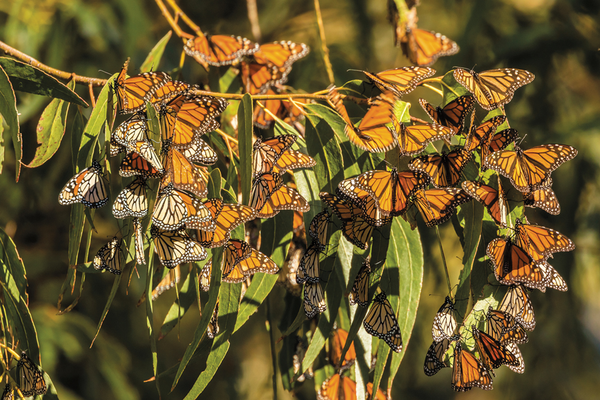 Mass of monarch butterflies on plant in nature