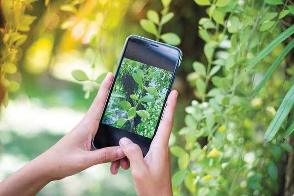Hands holding smartphone taking picture of plant outdoors
