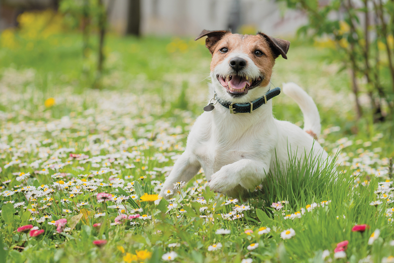 Dog running through flowers and grass outdoors