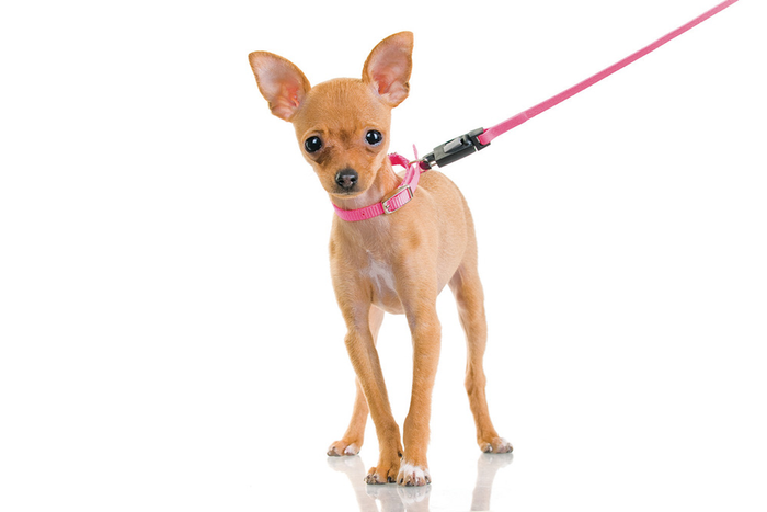 Small chihuahua dog with pink collar and pink leash on