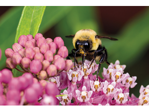 JJ GouinAdobeStockcom