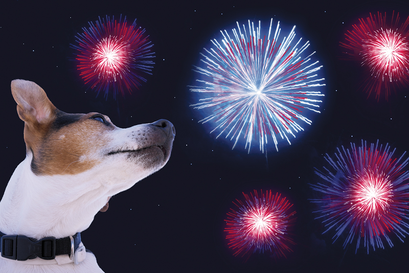 Dog looking at fireworks in sky