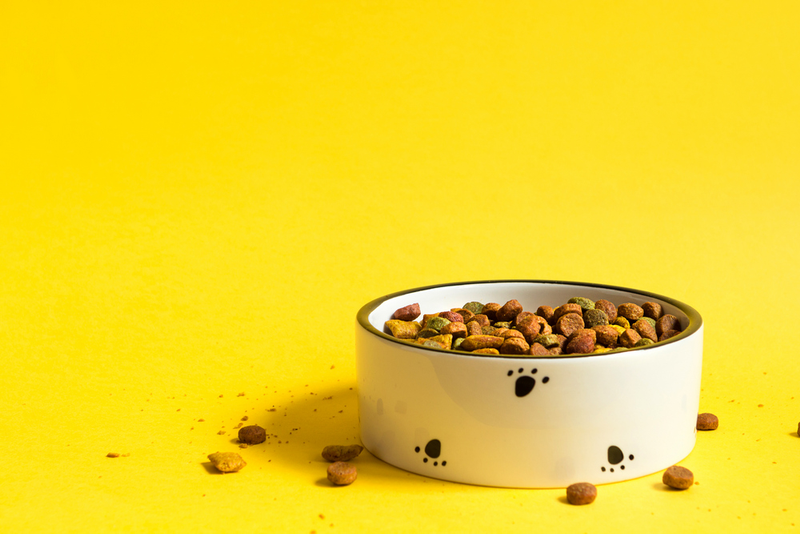 A bowl of cat food on a yellow background.
