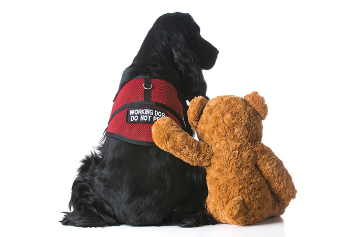 Backside of teddy bear with arm around a black dog with red service vest on