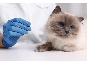 pNew AfricaAdobeStockcombrp